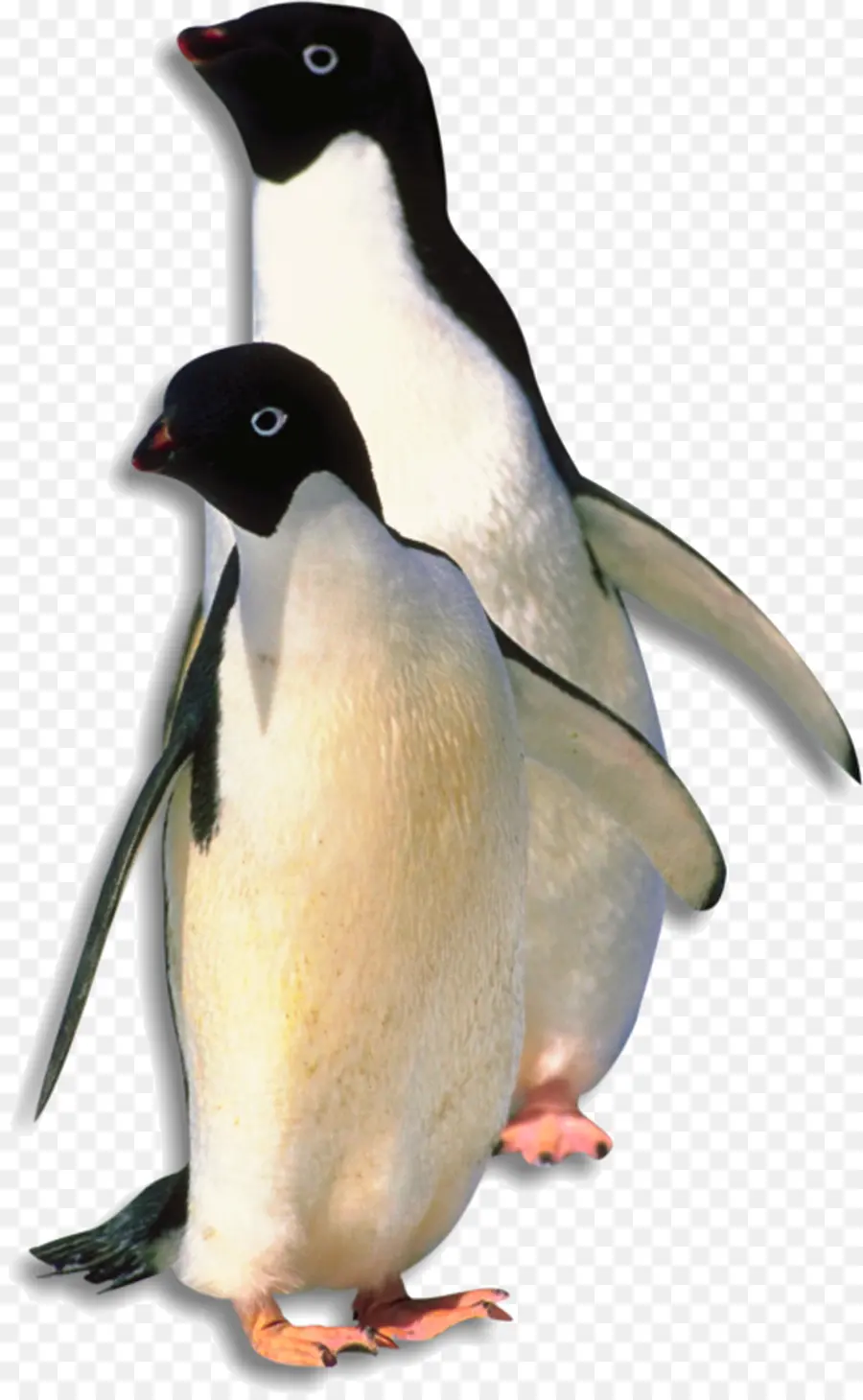 Pinguins，Pássaro PNG