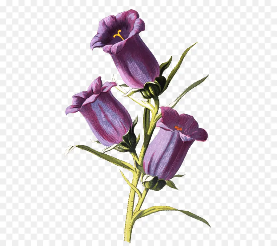 Campanula Médio，Botânica PNG