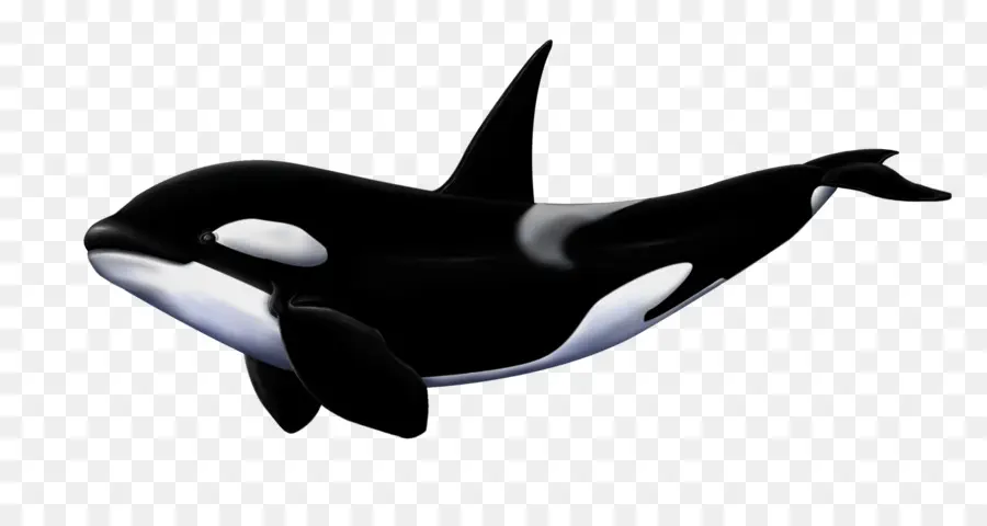 Tubarão，Baleia Assassina PNG