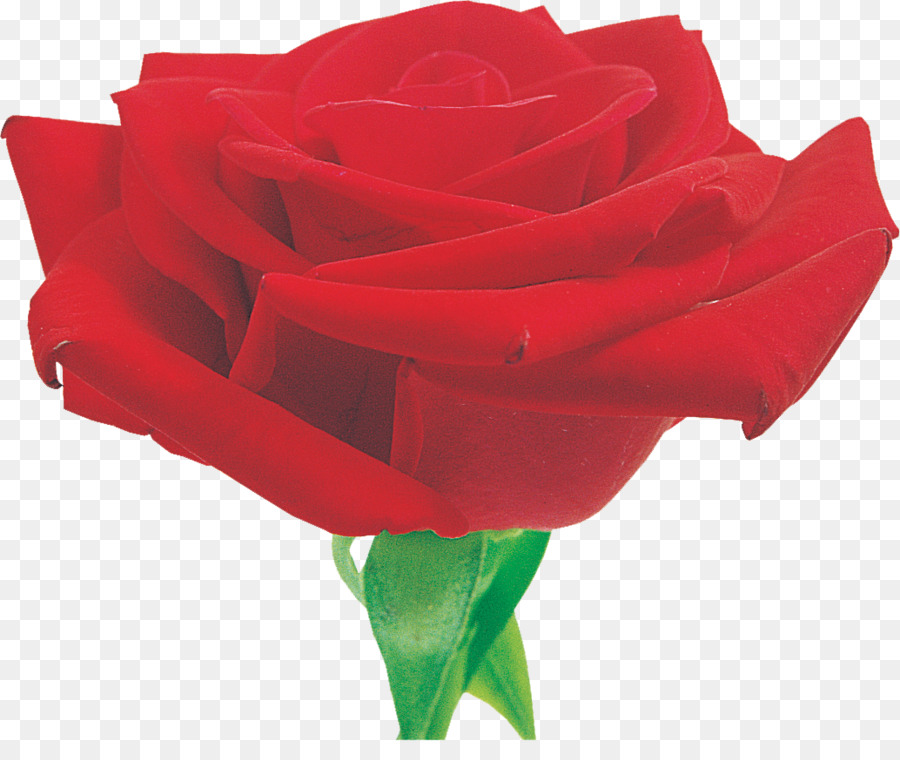 Rosa Vermelha，Florescer PNG