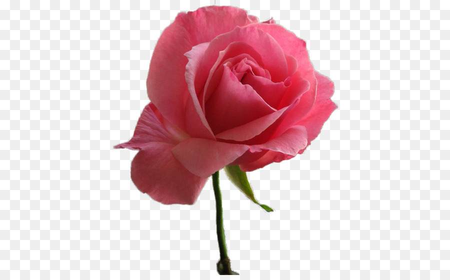 Rosa Rosa，Florescer PNG