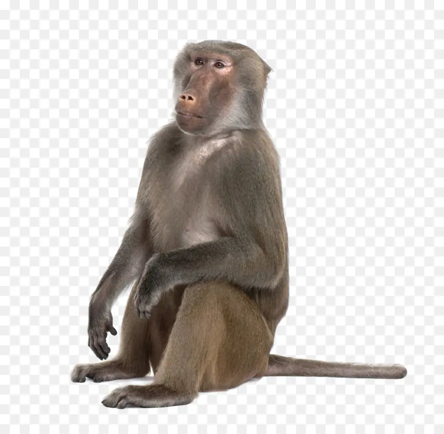 Macaco，Primata PNG