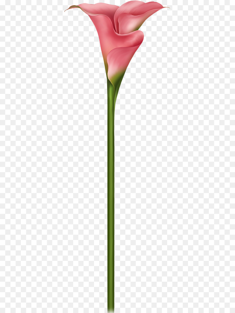 Flor，Florescer PNG