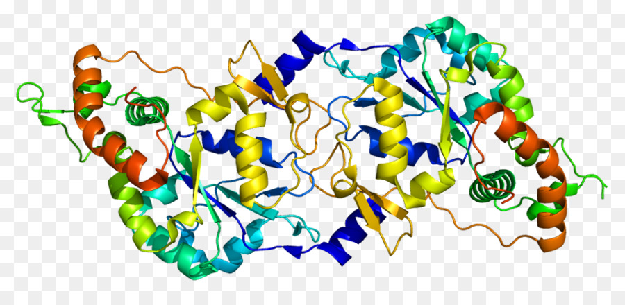 Hs3st3a1，Sulfotransferase PNG