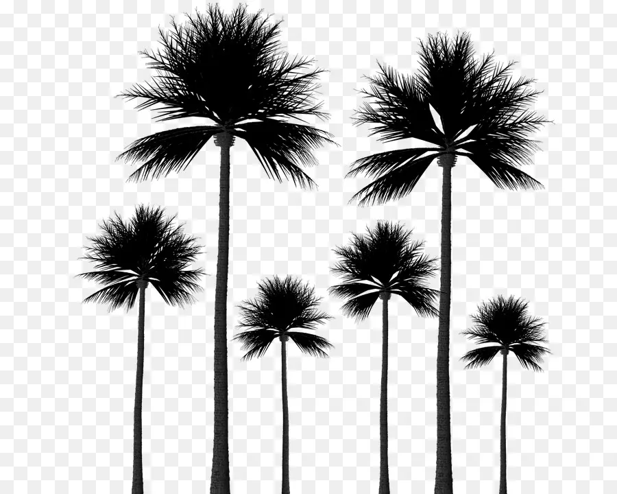 Arecaceae，árvore PNG