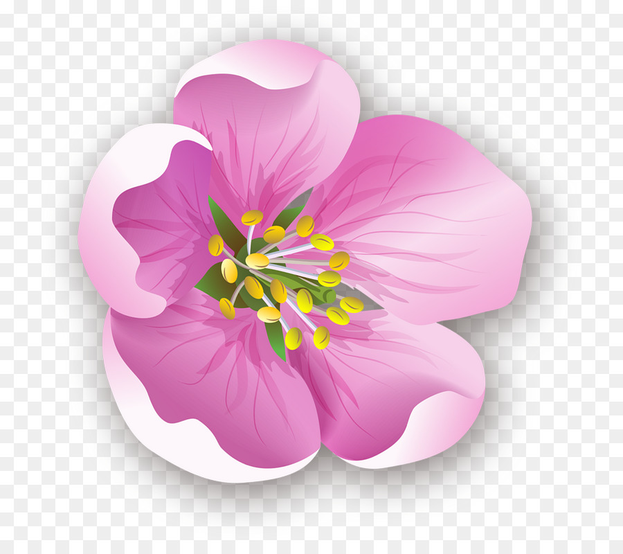 Flor Rosa，Florescer PNG