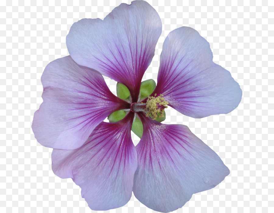 Flor Roxa，Florescer PNG