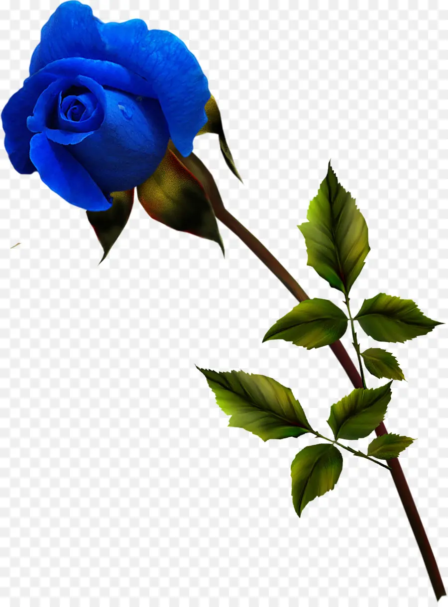 Rosa Azul，Florescer PNG