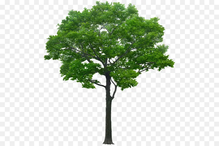 árvore，Processamento Arquitetural PNG