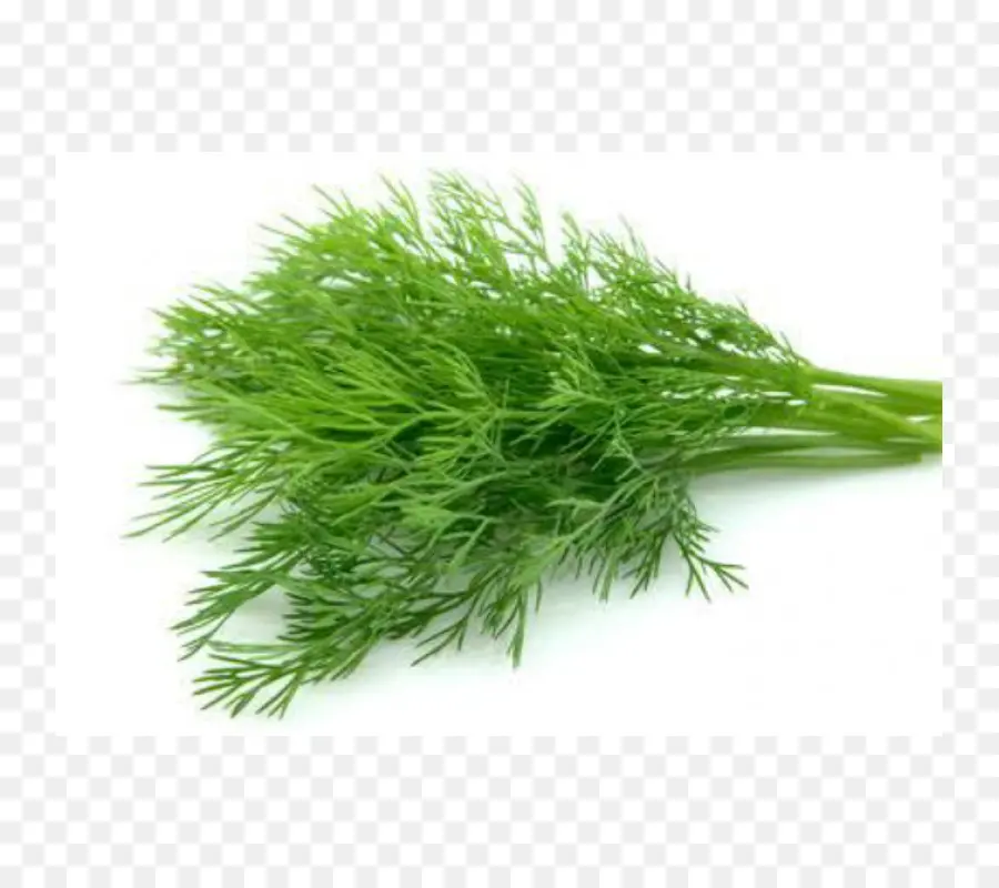 Dill，Erva PNG