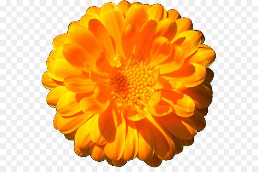 Flor Amarela，Florescer PNG