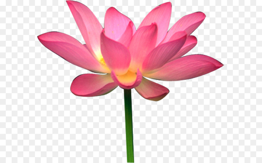 Lótus Rosa，Florescer PNG