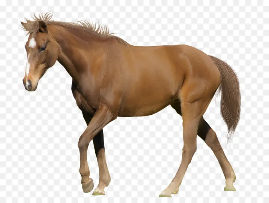Cavalo árabe，Belga Warmblood PNG