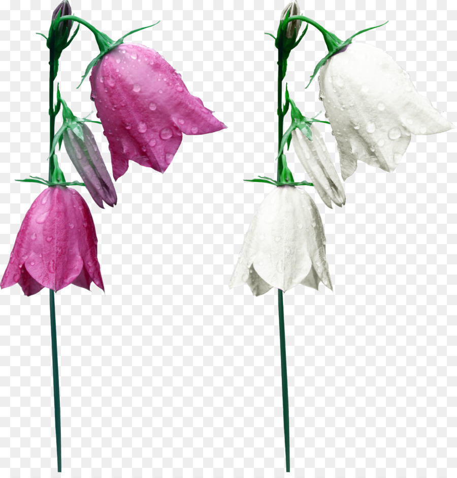 Flor，Download PNG