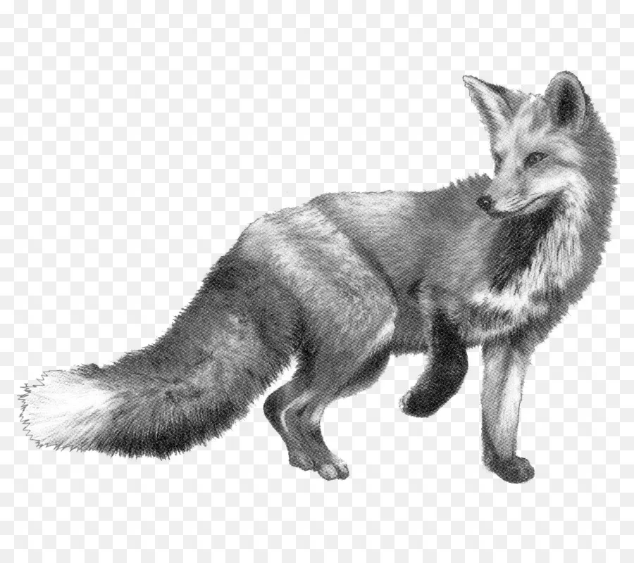 Desenho，Fox Hounds PNG