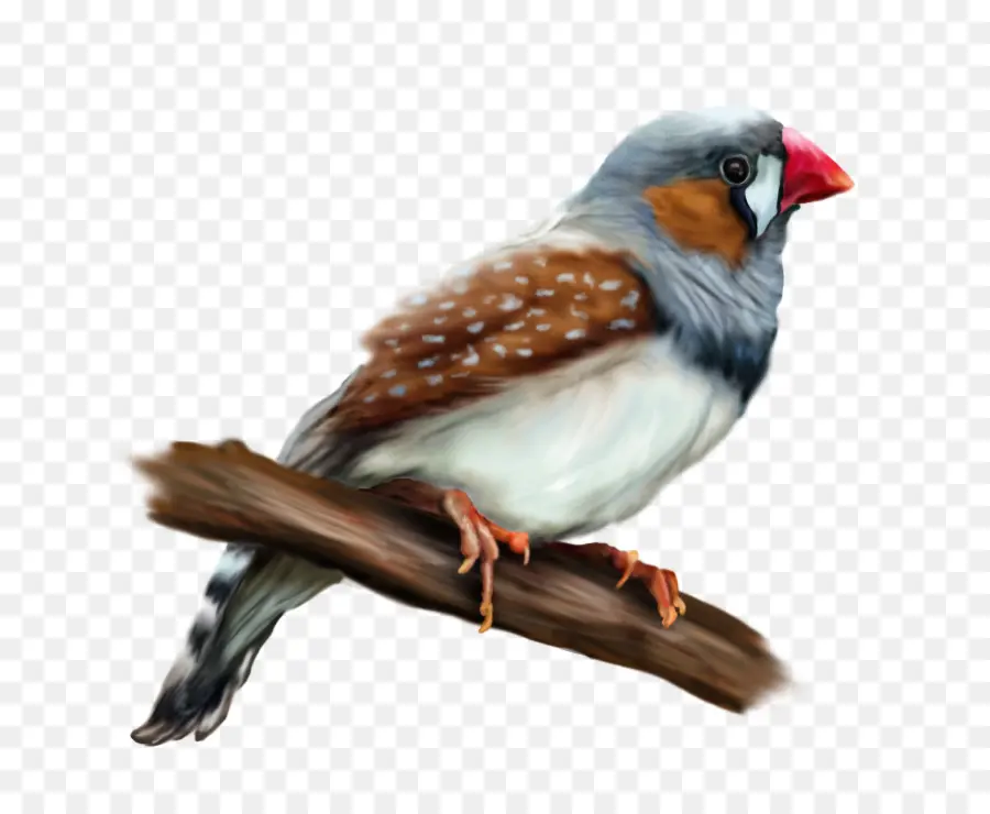 Europeia Robin，Finch PNG