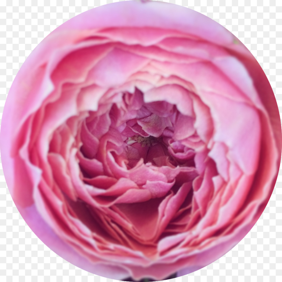 Flor Rosa，Florescer PNG