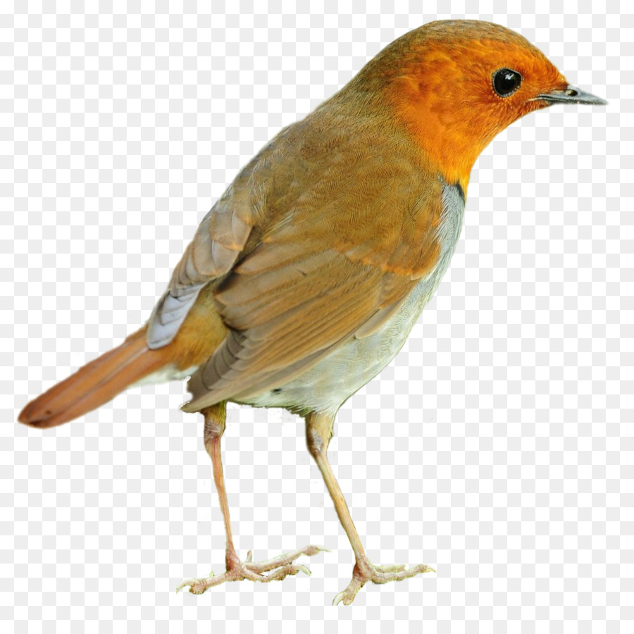 Europeia Robin，Arte PNG