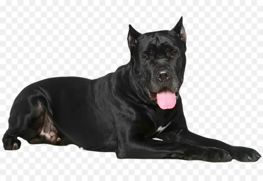 Cane Corso，Perro De Presa Canario PNG