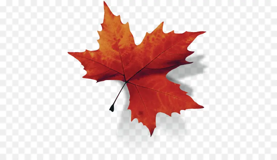 Canadá，Maple Leaf PNG