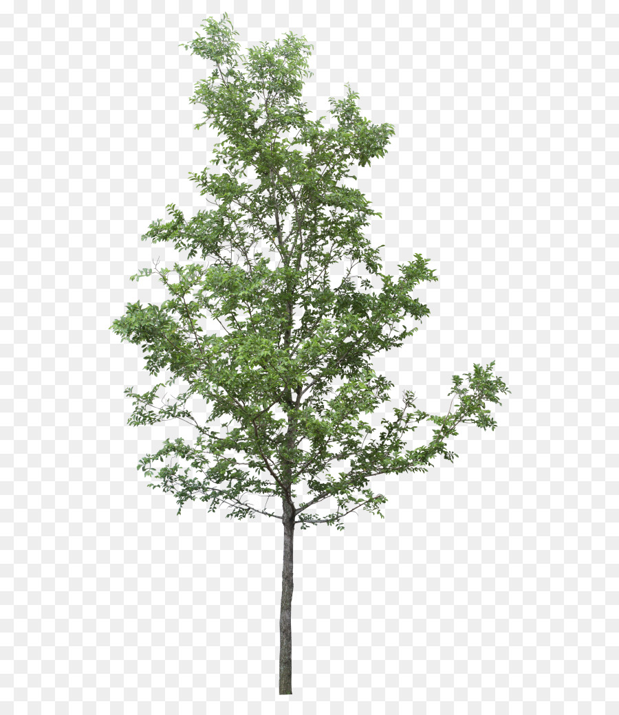 árvore，Resolução De Imagem PNG