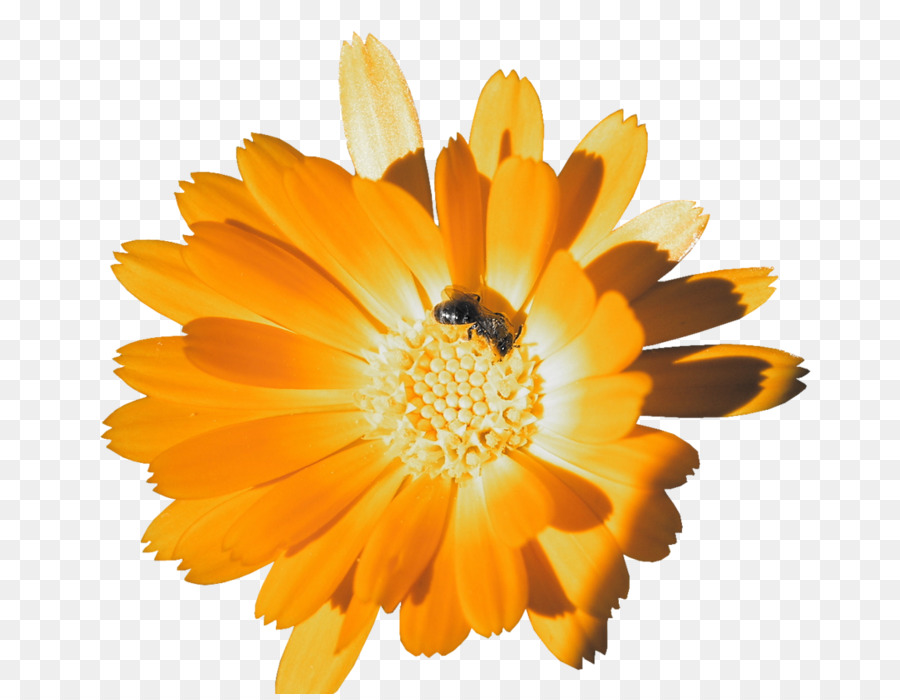 Laranja，Calendula Officinalis PNG