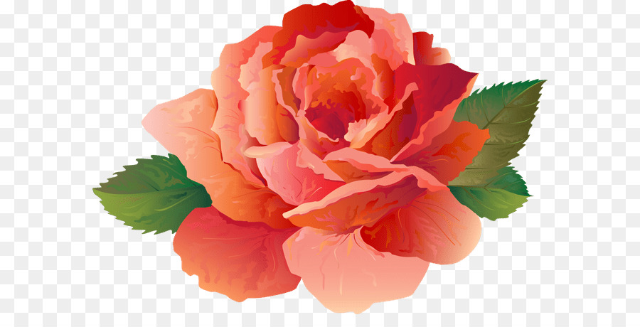 Flor Rosa，Florescer PNG