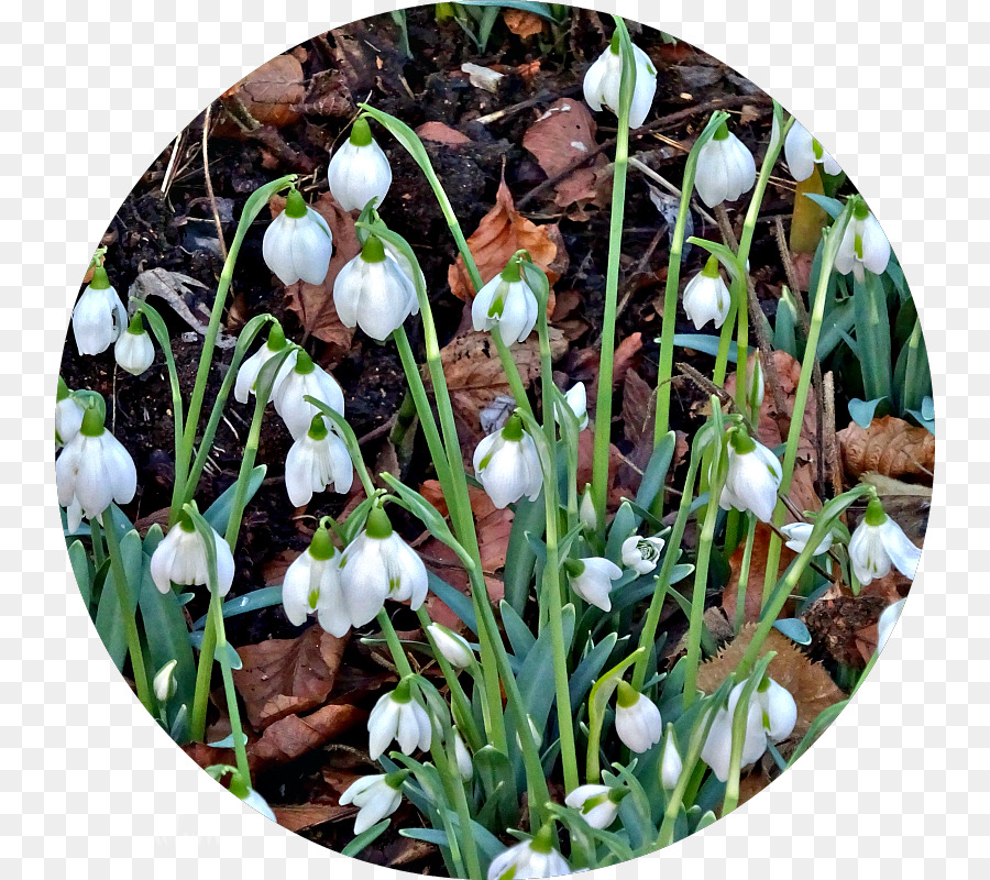 Primavera，Snowdrop PNG