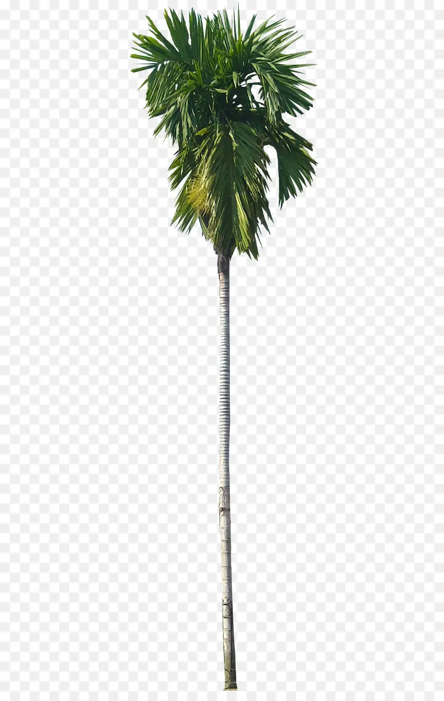 Palmeira Areca，Arecaceae PNG
