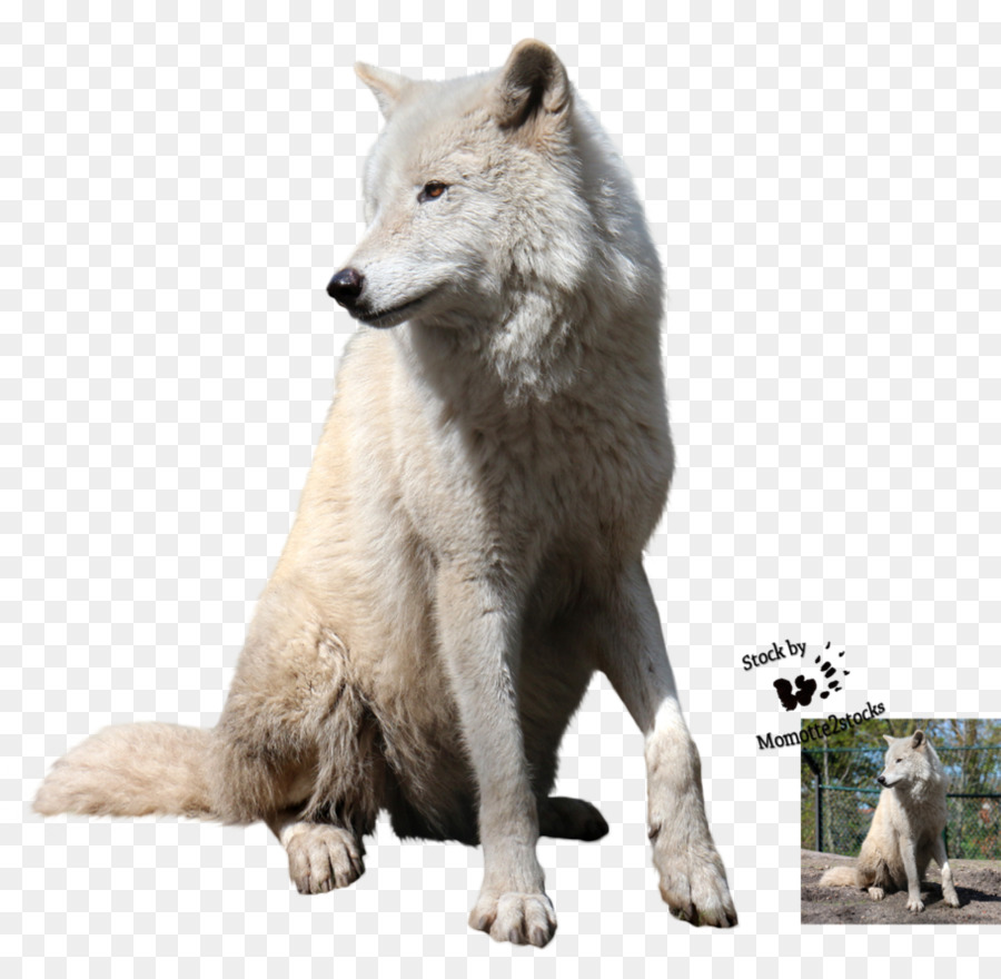 Lobo，Branco PNG