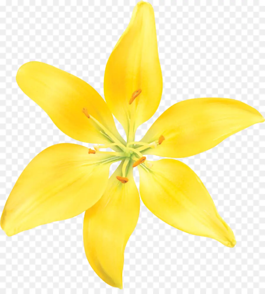 Lilium，Amarelo PNG