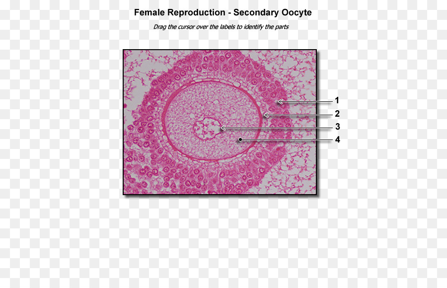 Folículo Ovariano，Anatomia Humana Fisiologia PNG