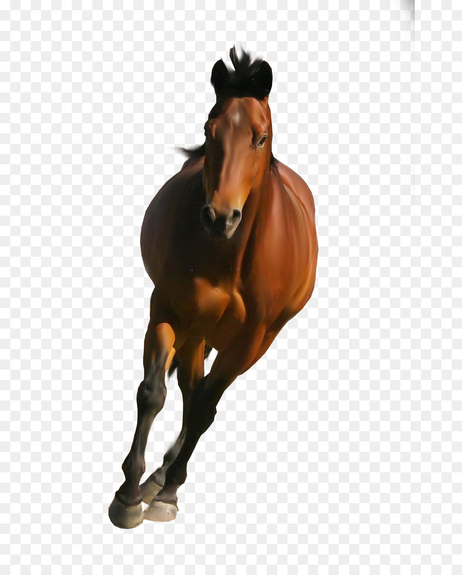 A Shire Cavalo，Belga Cavalo PNG