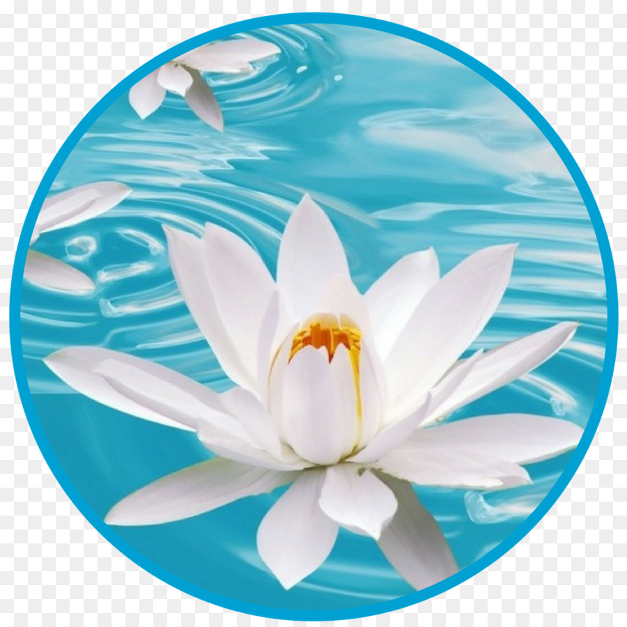 Flor De Lótus，Água PNG