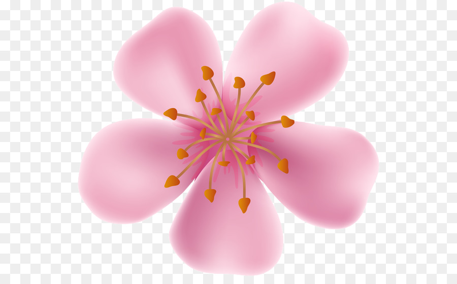 Flor，Florescer PNG