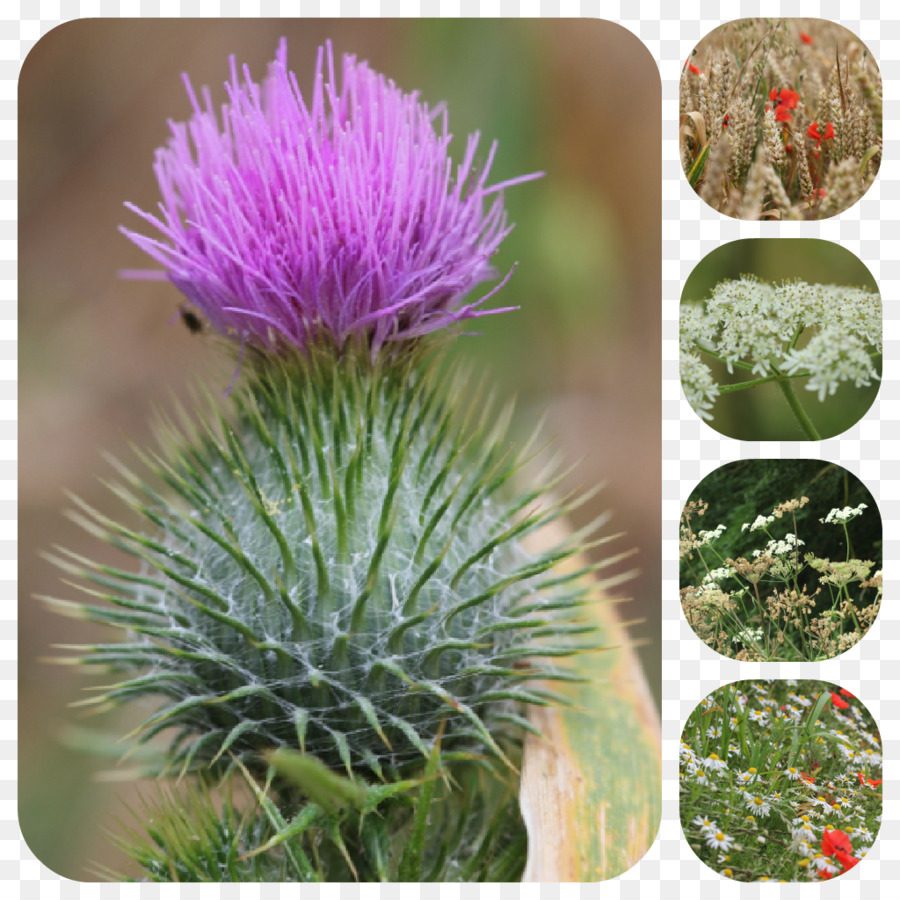 Cardo De Leite，Cardoon PNG