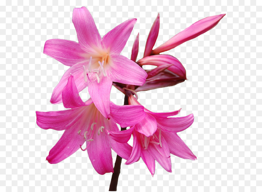 Flor，Amarílis Belladonna PNG