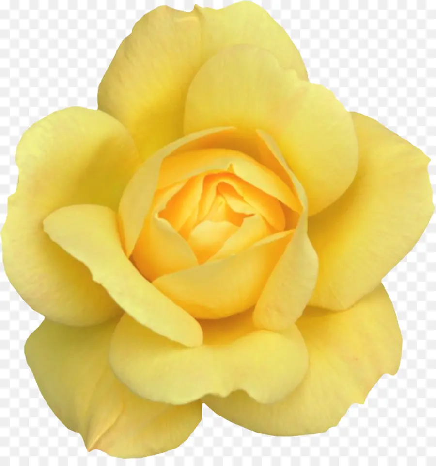 Rosa Amarela，Florescer PNG