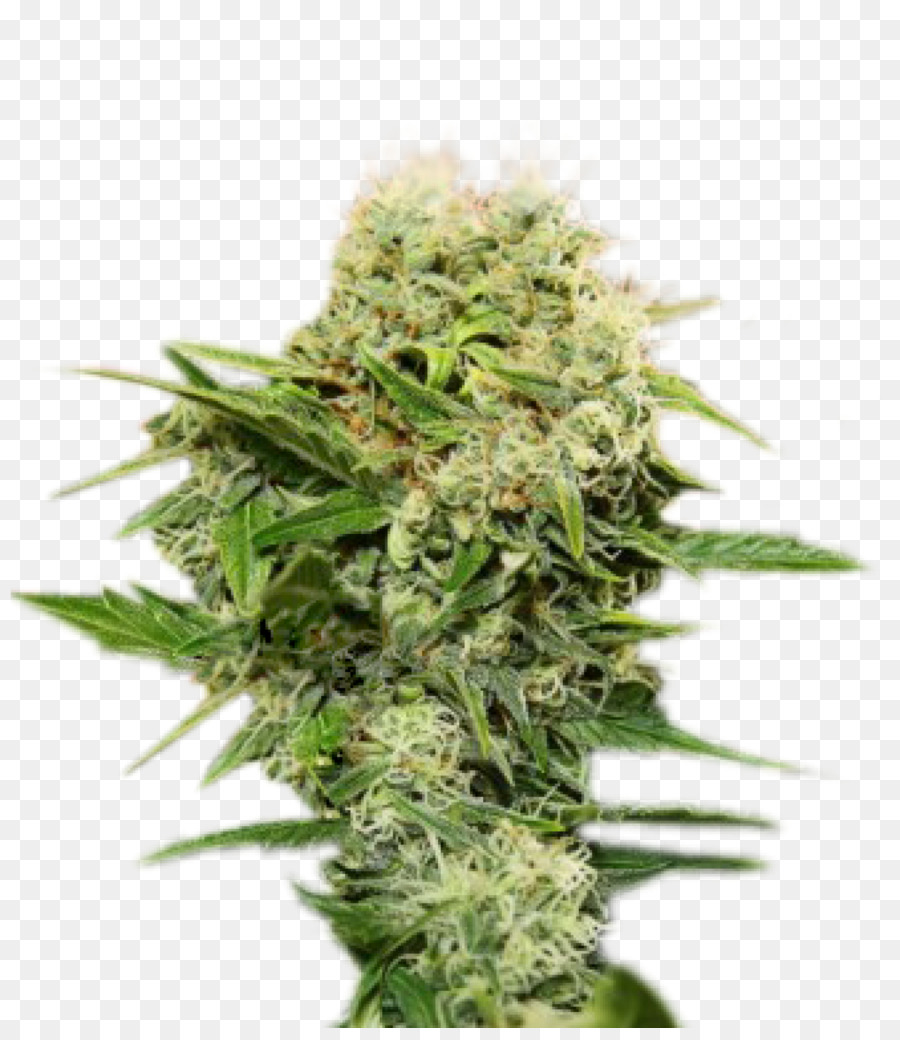 Cannabis，Cannabis Feminizada PNG