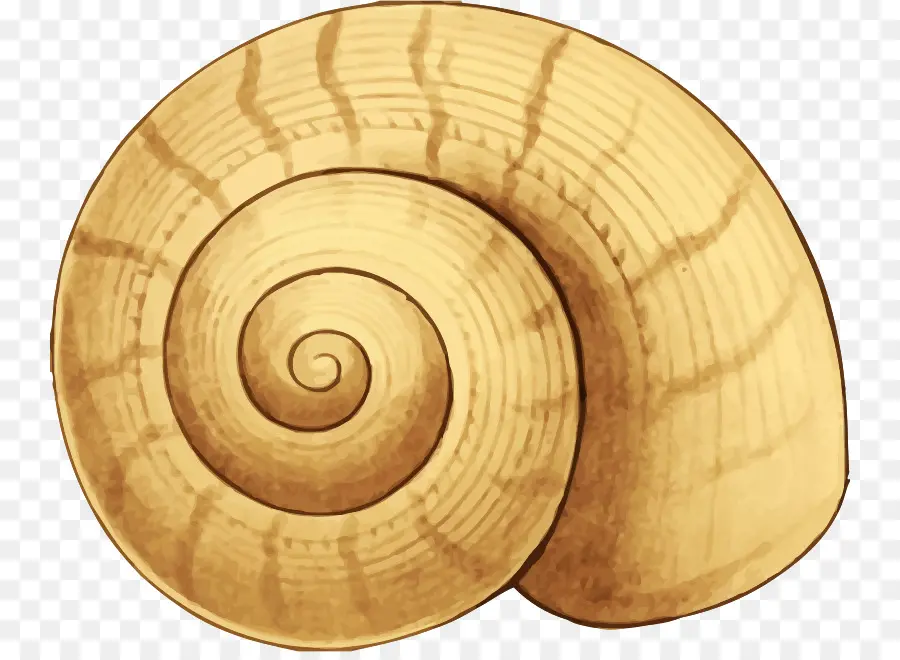 Concha，Espiral PNG