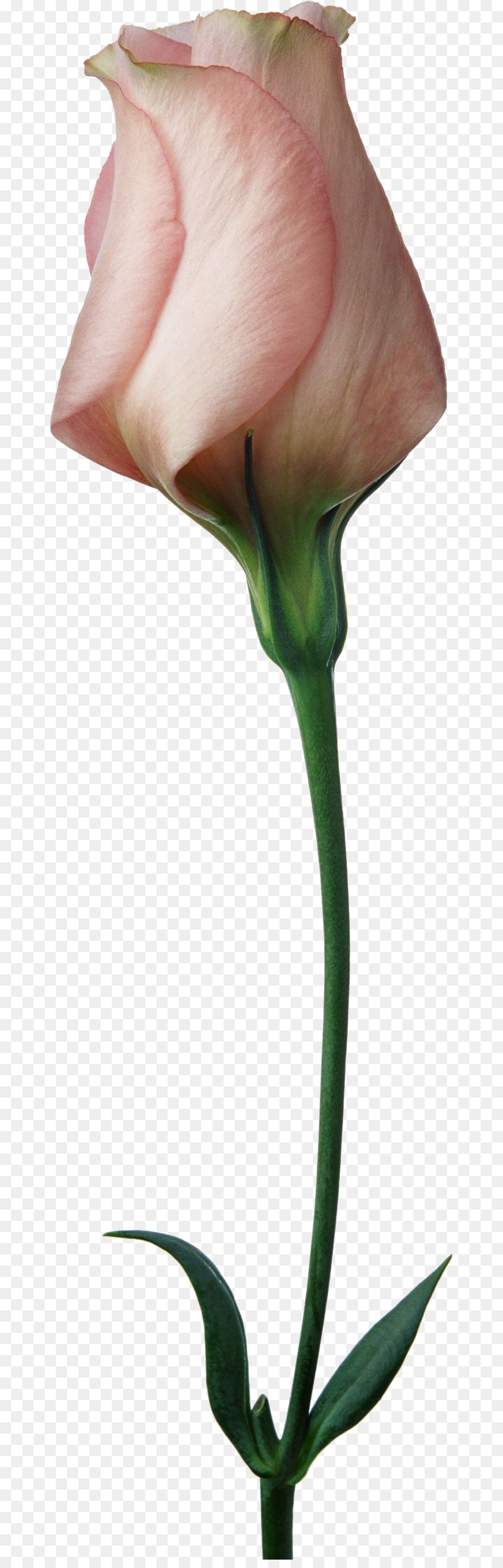 Tulipa Vermelha，Tronco PNG