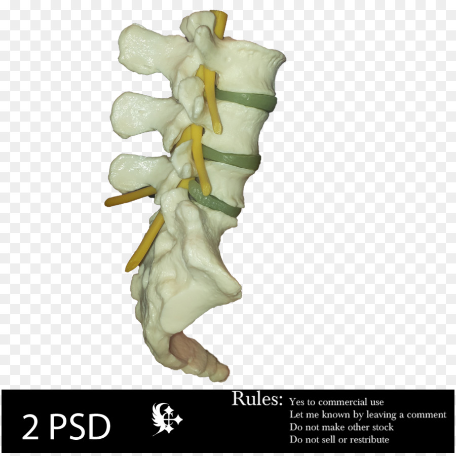 Arte，Coluna Vertebral PNG