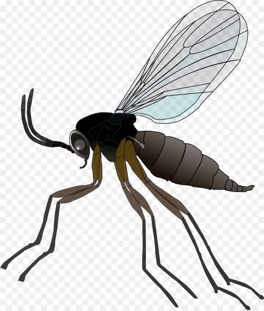 O Celestia，Fungus Gnat PNG