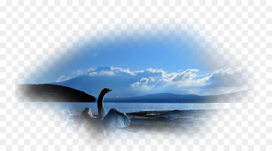 Papel De Parede Da área De Trabalho，Cisne PNG