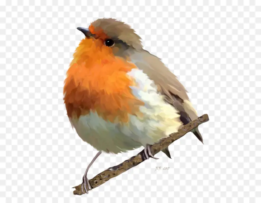 Europeia Robin，Aves PNG