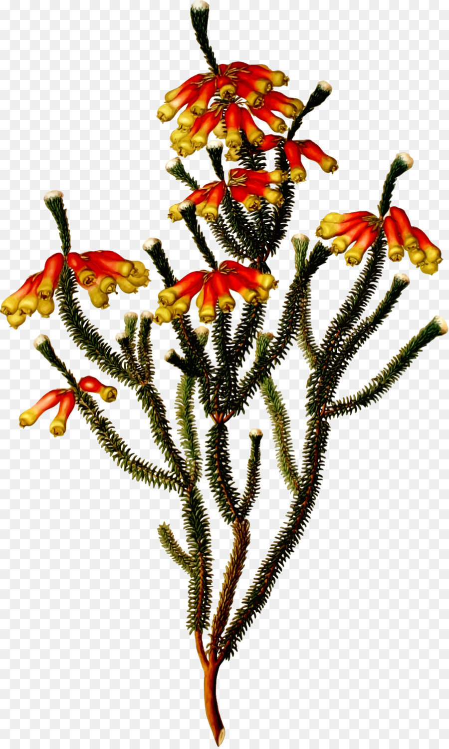 Flores Vermelhas E Amarelas，Botânico PNG