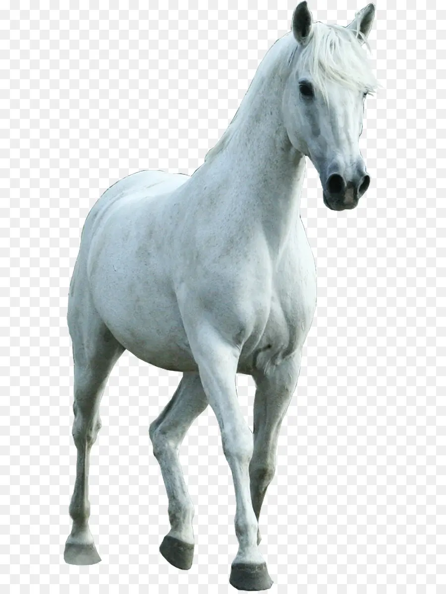 Cavalo Branco，Garanhão PNG