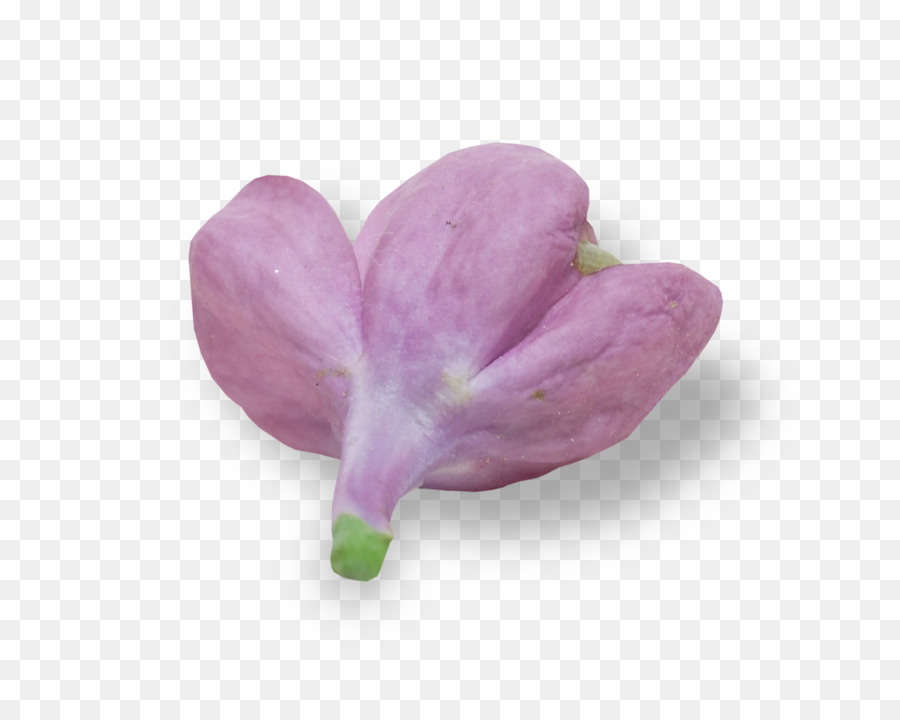 Flor Rosa，Flor PNG