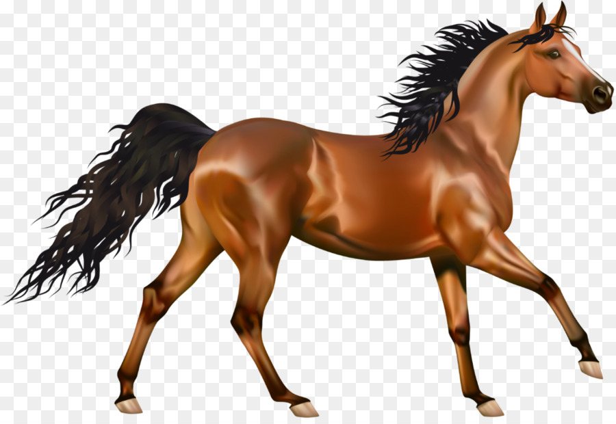 Mustang，De Pônei PNG