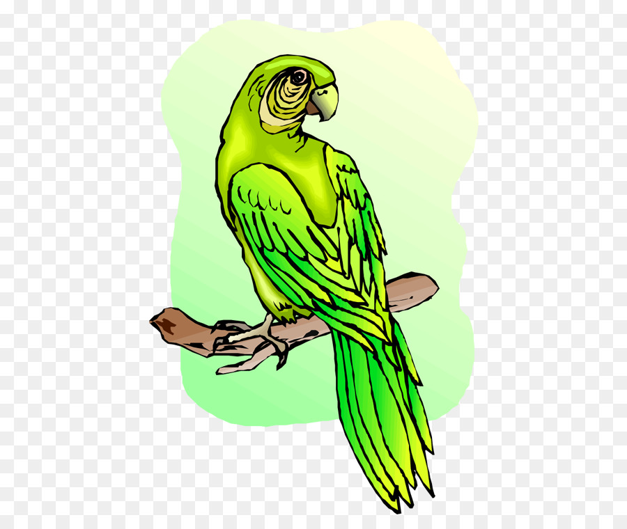 Periquito，Papagaio PNG